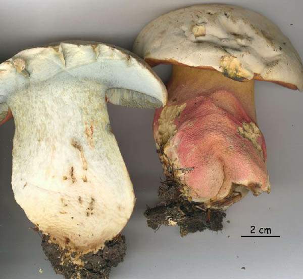 Boletus satanas